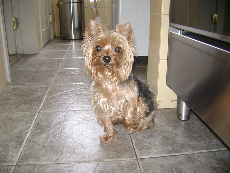 THE YORKSHIRE TERRIER - Dogs And All About Them